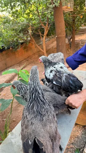 Quarteto Brahma Dark
