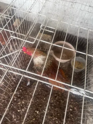 Galo de raça 