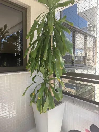 Planta pau d?Água
