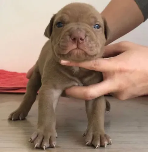 Pitbull Uma companhia que se ajusta à sua rotina