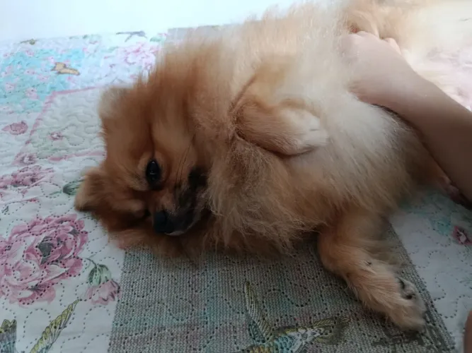 Spitz Alemão