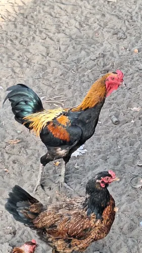 Galo