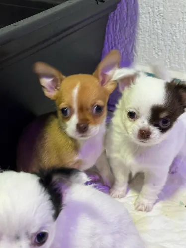 Chihuahua fêmea olhos verdes pelo curto
