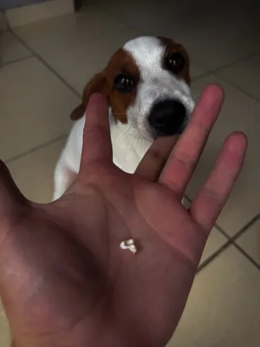 Cachorro filhote Jack Russel Terrier 