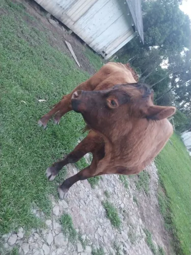 Vende -se touro angus valor 5500
