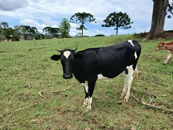 Novilha