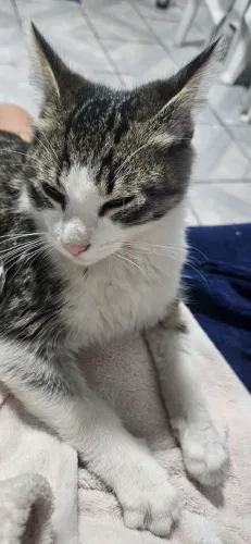doação de gato filhote 