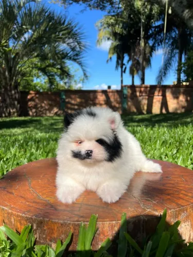 Spitz Alemão - Machinho Belíssimo