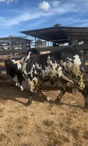 Touro Nelore Pintado PO Reprodutor 
