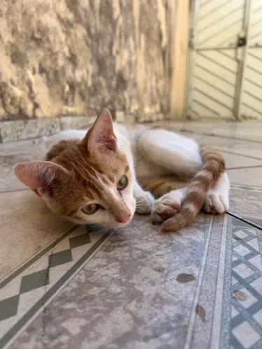 Gatinho para adoção