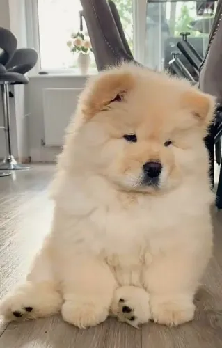 Chow Chow de procedência parcelo