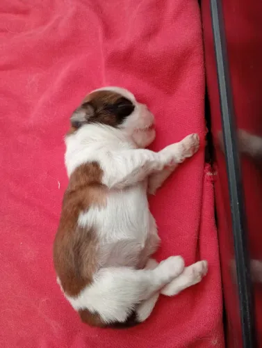 Cachorro, raça Shitzu