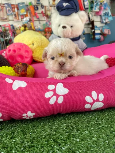 Shih tzu fêmea micro dos olhos azuis $3.200,00