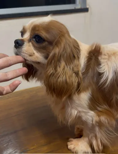 ? Vendo macho reprodutor de Cavalier King Charles Spaniel