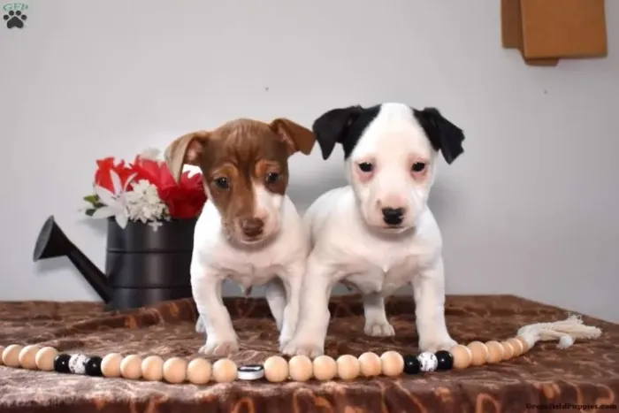 Jack Russell pronta entrega - venha conferir