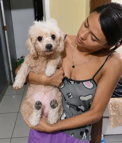Poodle fêmea