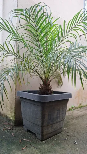 Palmeira Fênix