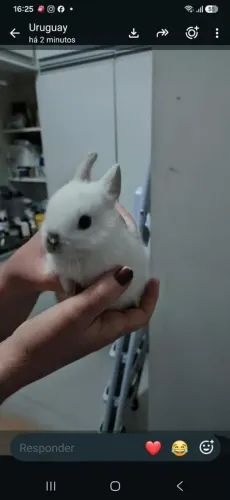 Coelho anao pet