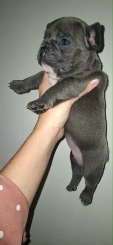 Filhote de cachorro Buldogue francês