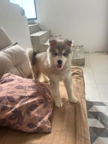 Husky Siberiano