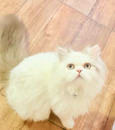 Gato persa himalaio procura namorada 