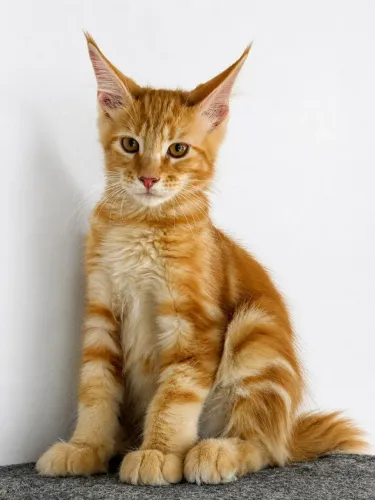 Maine coon