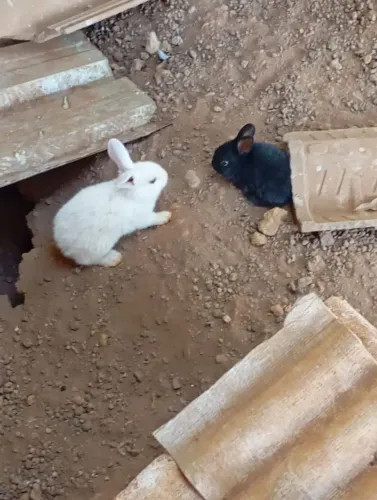 Filhote de coelhos