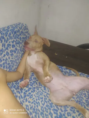 Pitbull femia 