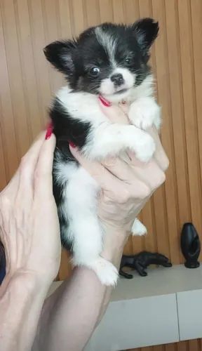 Chiuhauhua machinho micro! Pelinho longo