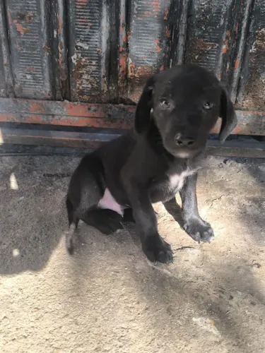 ? FILHOTE MACHO PARA ADOÇÃO RESPONSÁVEL! ?