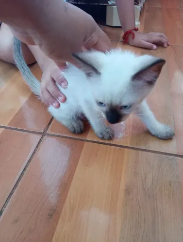Adoção 