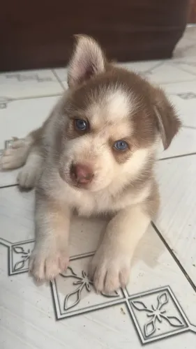 Husky Siberiano