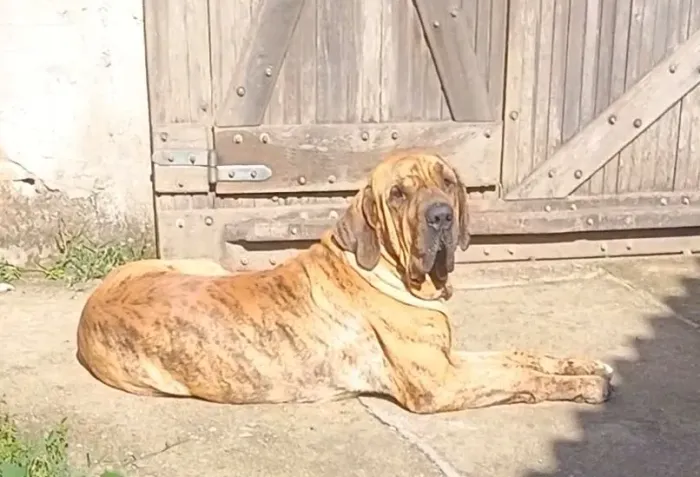 Fila brasileiro