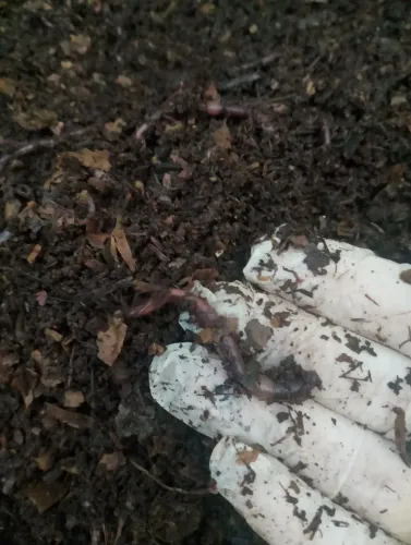 Minhocas californianas 