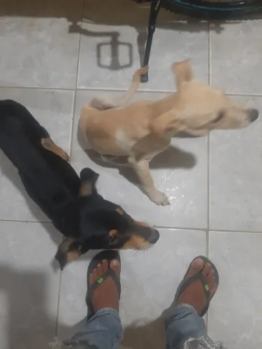 Cachorros