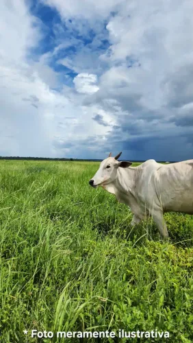 Fazenda à venda com 1482 hectares - Estrada sentido Trevo do Lagarto indo para Cáceres - M