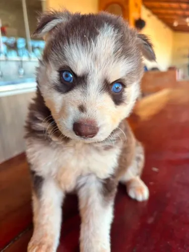 Vendo filhotes de husky siberiano