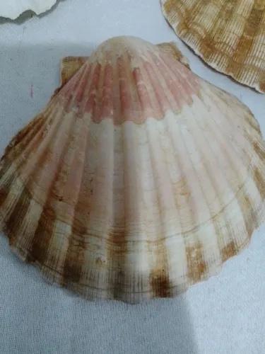 Conchas do mar Shell gigante 