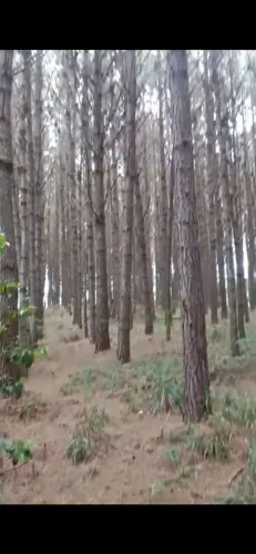 Reflorestamento de pinus