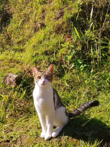 Doação de gata fêmea