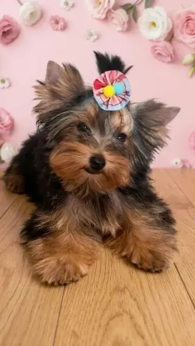 Yorkshire fêmea micro