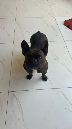 Macho pra cruza