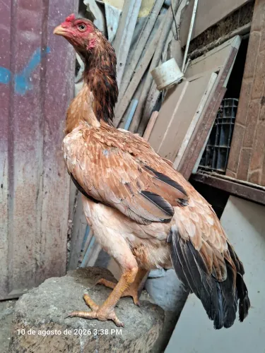 MATRIZ ASSEL BICO CURTO (CRISTA FERRÃO )