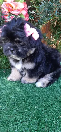Linda Pretinha Shih-tzu pelagem extremamente cheia e lisa