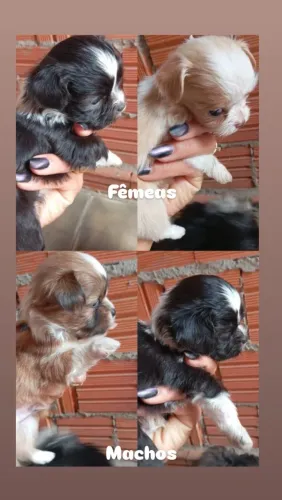 Cachorrinhos