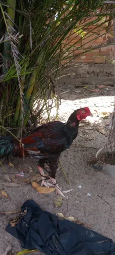 Vendo Galo Carioca