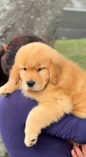Golden Retriever