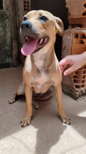 Adoção filhote 8 meses femea uma princesa 