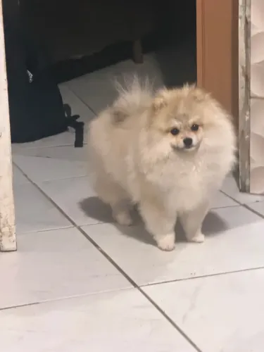 Vendo fêmea de Lulu