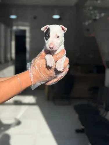 Bull terrier mini - Fêmeas magníficas em loja pronta entrega - Leia a descrição do anuncio